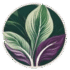Calathea Therapy Logo